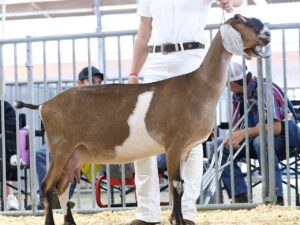 Raspberry Hill Forgetmenot