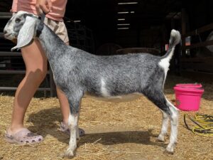 Raspberry Hill EC JoJo - $500