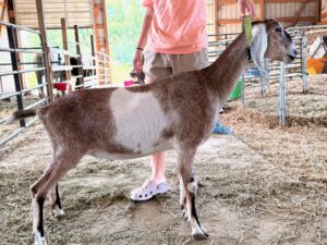 Raspberry Hill JMR Ida- $700